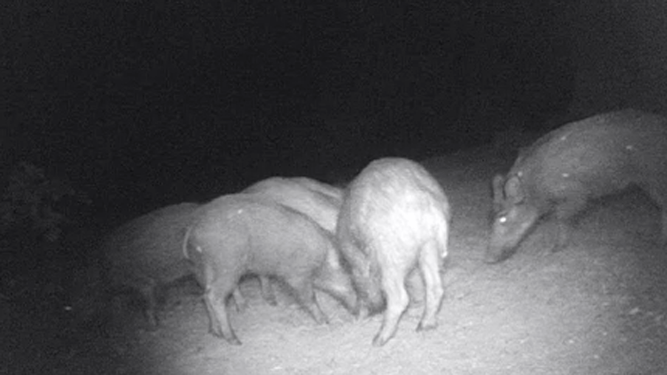 Collado Villalba pone coto a los jabalíes que invadían sus calles con riesgo para las personas