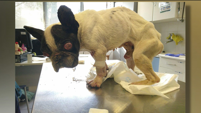 Maltratan a un bulldog durante años y le abandonan junto a la basura