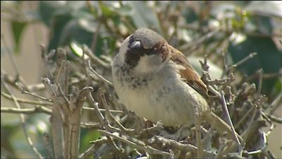 Descenso brusco de los gorriones en Madrid por la ‘malaria aviar’