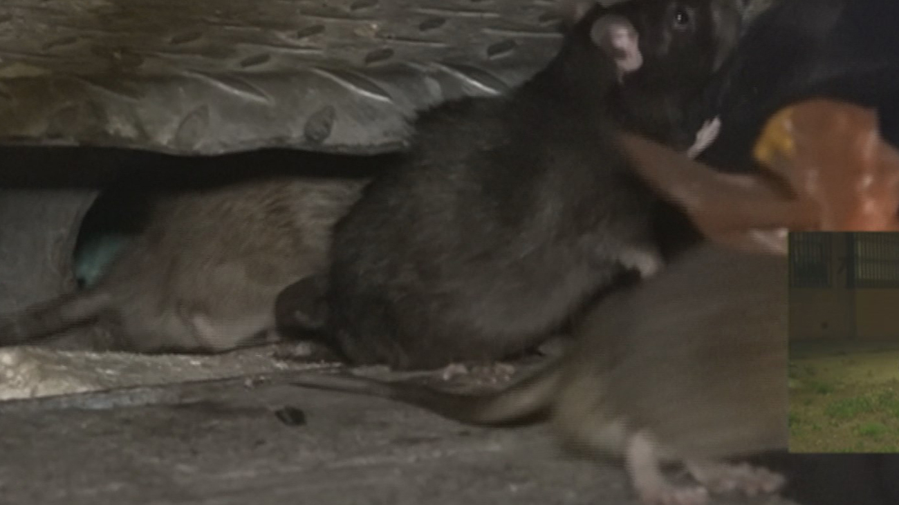 Los vecinos denuncian una invasión de ratas en San Blas