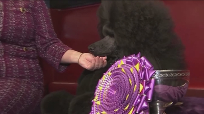 ‘Siba’, la caniche más guapa del mundo