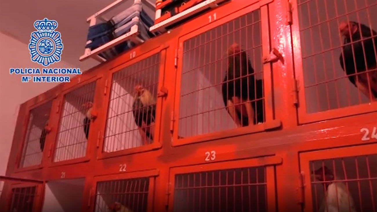 La Policía interviene en una pelea de gallos con 200 participantes en Cádiz