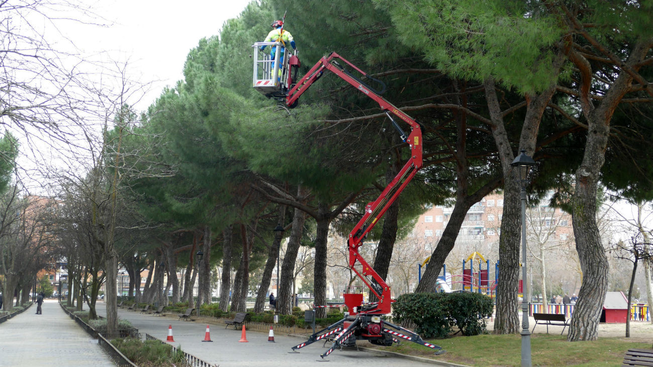 Móstoles elimina las primeras colonias de oruga procesionaria de la temporada