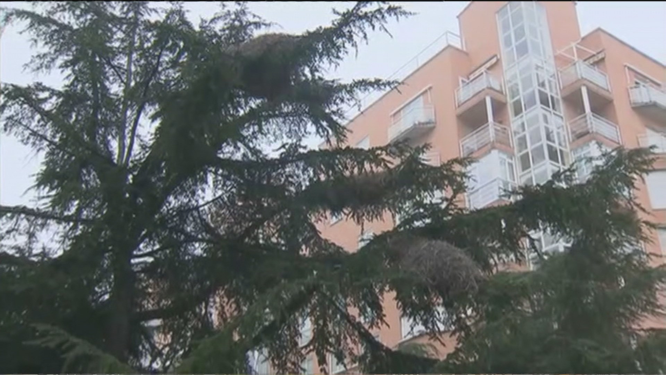 Un nido de cotorras argentinas de 100 kilos de peso mantiene en vilo a vecinos de Alcorcón