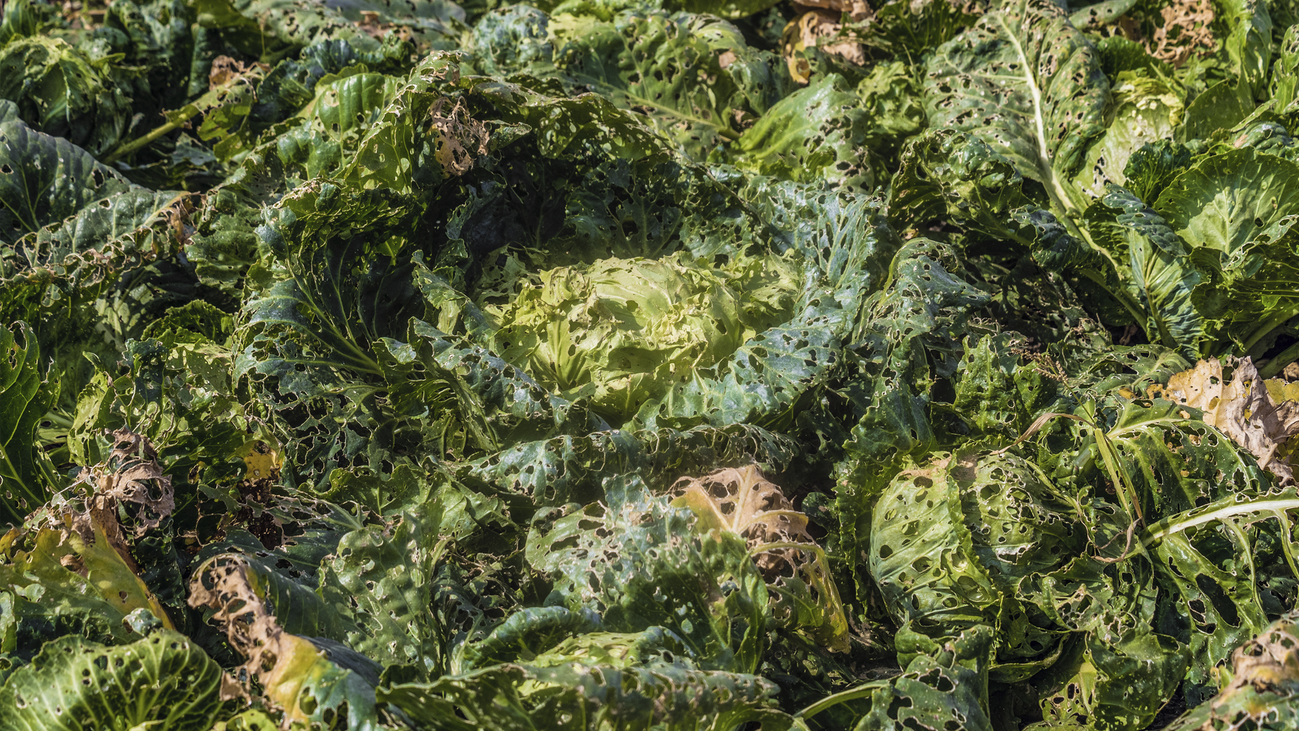 Madrid estrena el primer biomódulo de España para investigar plagas en los cultivos