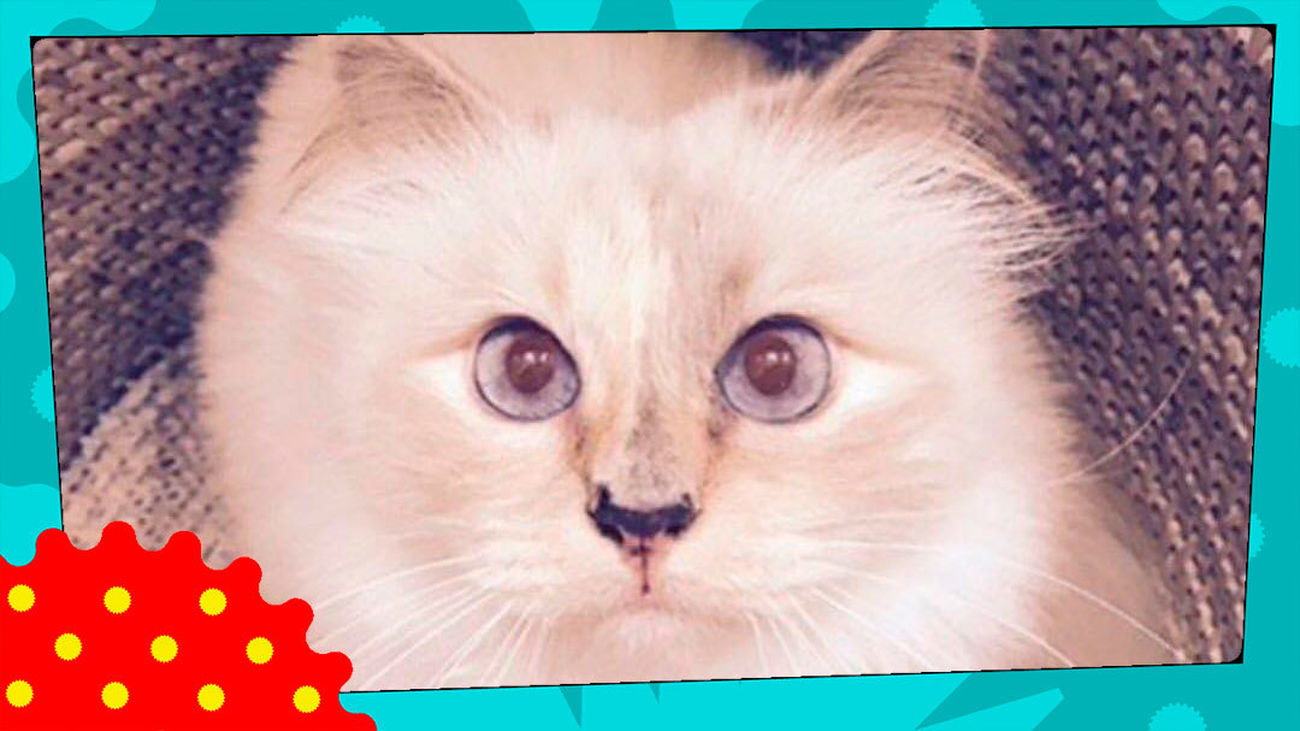 La gata de Karl Lagerfeld ha escrito un libro