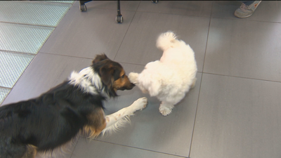 En esta empresa de publicidad permiten que los perros estén en la oficina con sus dueños