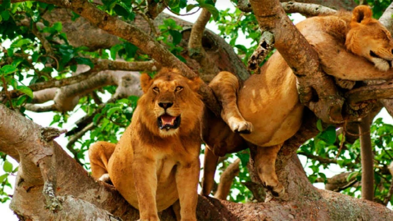 Leones en África central