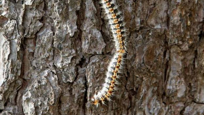 Plaga de nidos de orugas en el Pinar San José de Carabanchel
