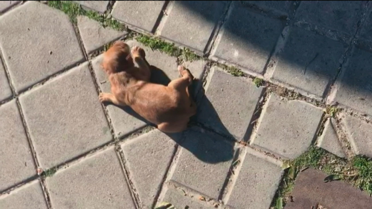 Rescatado de un contenedor un cachorro abandonado en Leganés