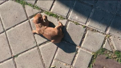 Rescatado de un contenedor un cachorro abandonado en Leganés