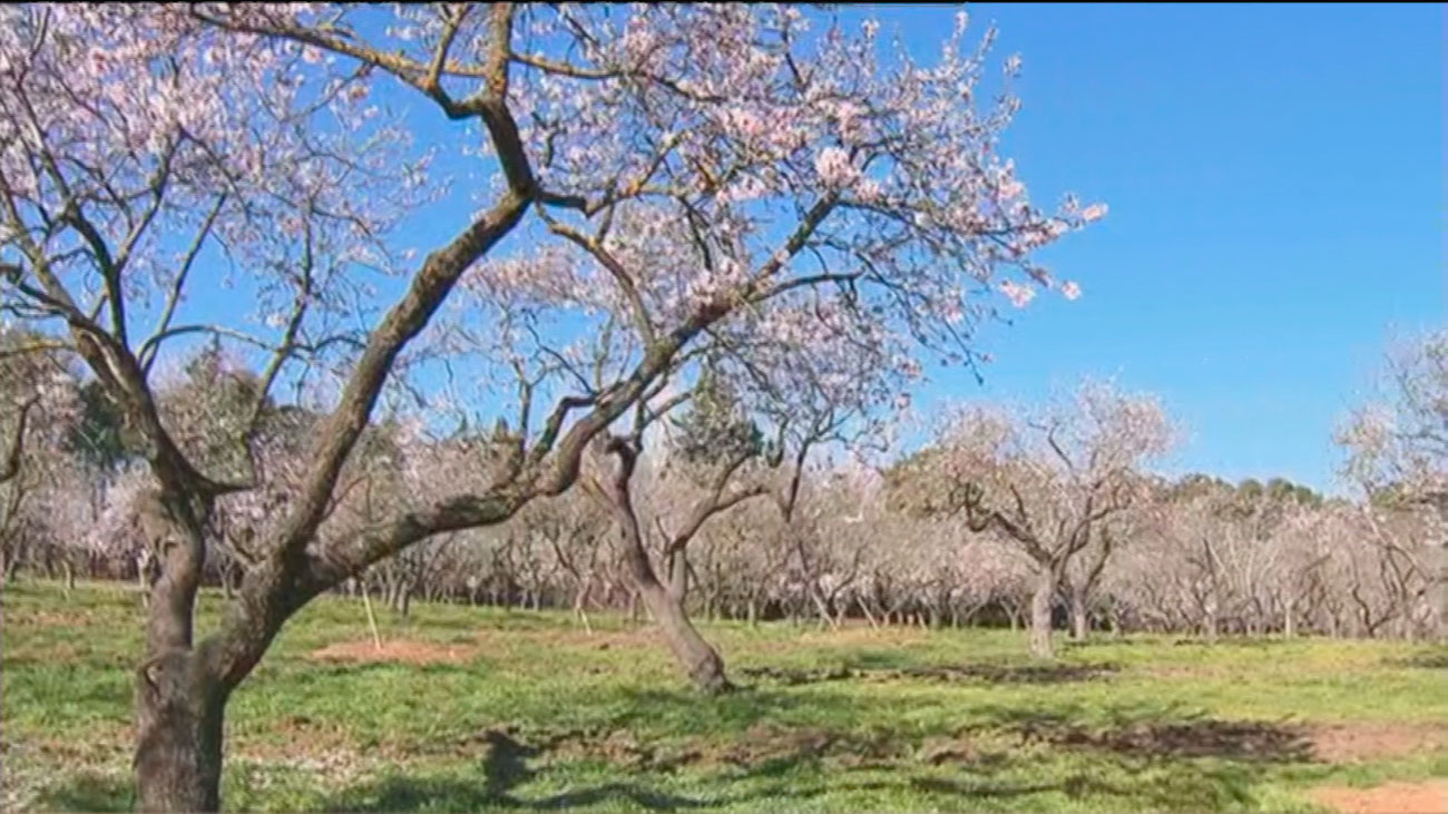 Las cotorras ponen en peligro la estampa primaveral de los almendros en flor de la Quinta de los Molinos