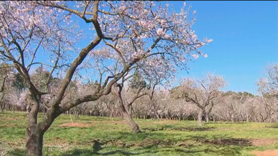 Las cotorras ponen en peligro la estampa primaveral de los almendros en flor de la Quinta de los Molinos