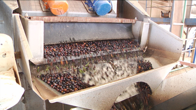 La producción de aceite madrileño cae un 80% este año