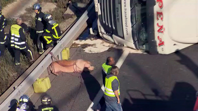 Un camión con cerdos vuelca en la A-6  y provoca grandes retenciones en la entrada a Madrid