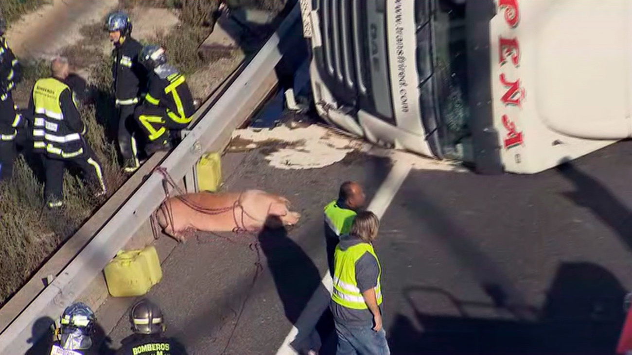 Un camión con cerdos vuelca en la A-6  y provoca grandes retenciones en la entrada a Madrid