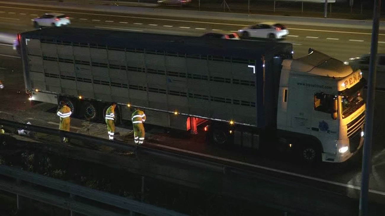 Retiran el camión con cerdos accidentado en la A-6