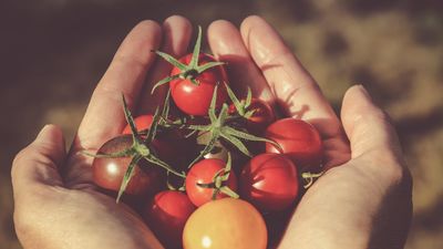 Eures: Oferta de empleo para las campañas agrícolas en Bélgica
