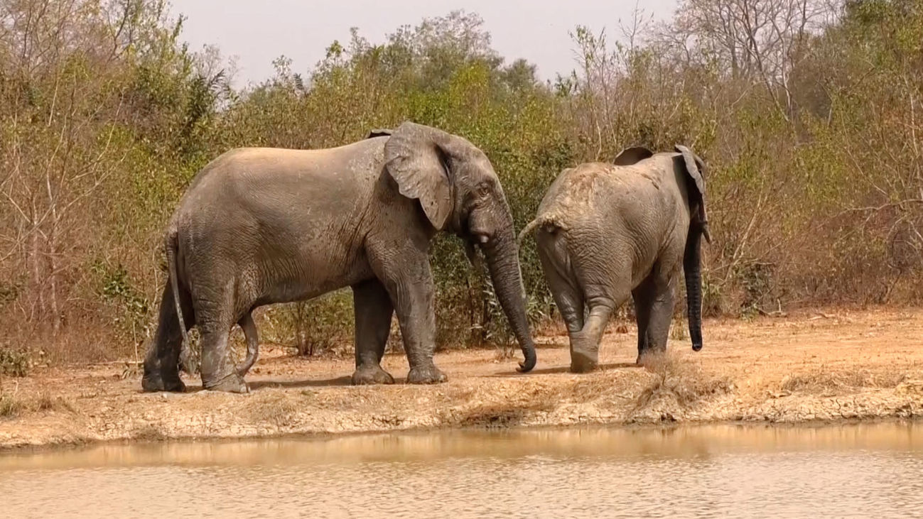 Safari a pie en el Parque Nacional de Mole