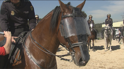 Así entrenan a los caballos de la Policía Nacional ante situaciones de riesgo