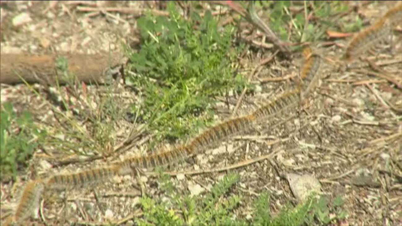 La procesionaria se adelanta