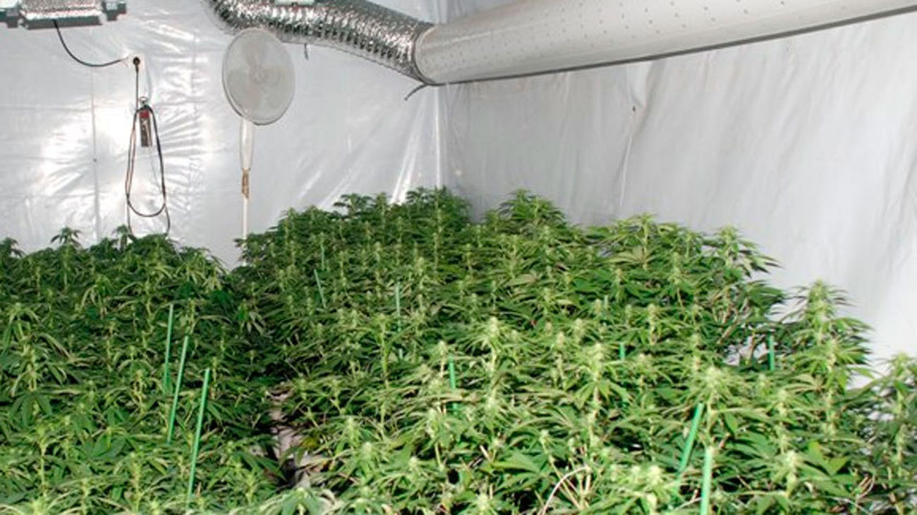 Cultivo de plantas de marihuana