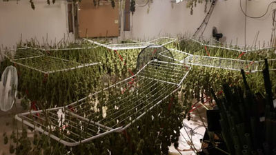 Dos detenidos en Camarma de Esteruelas por cultivar 579 plantas de marihuana