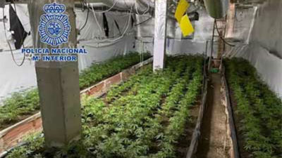 Cinco detenidos y requisadas 600 plantas de marihuana en Velilla de San Antonio