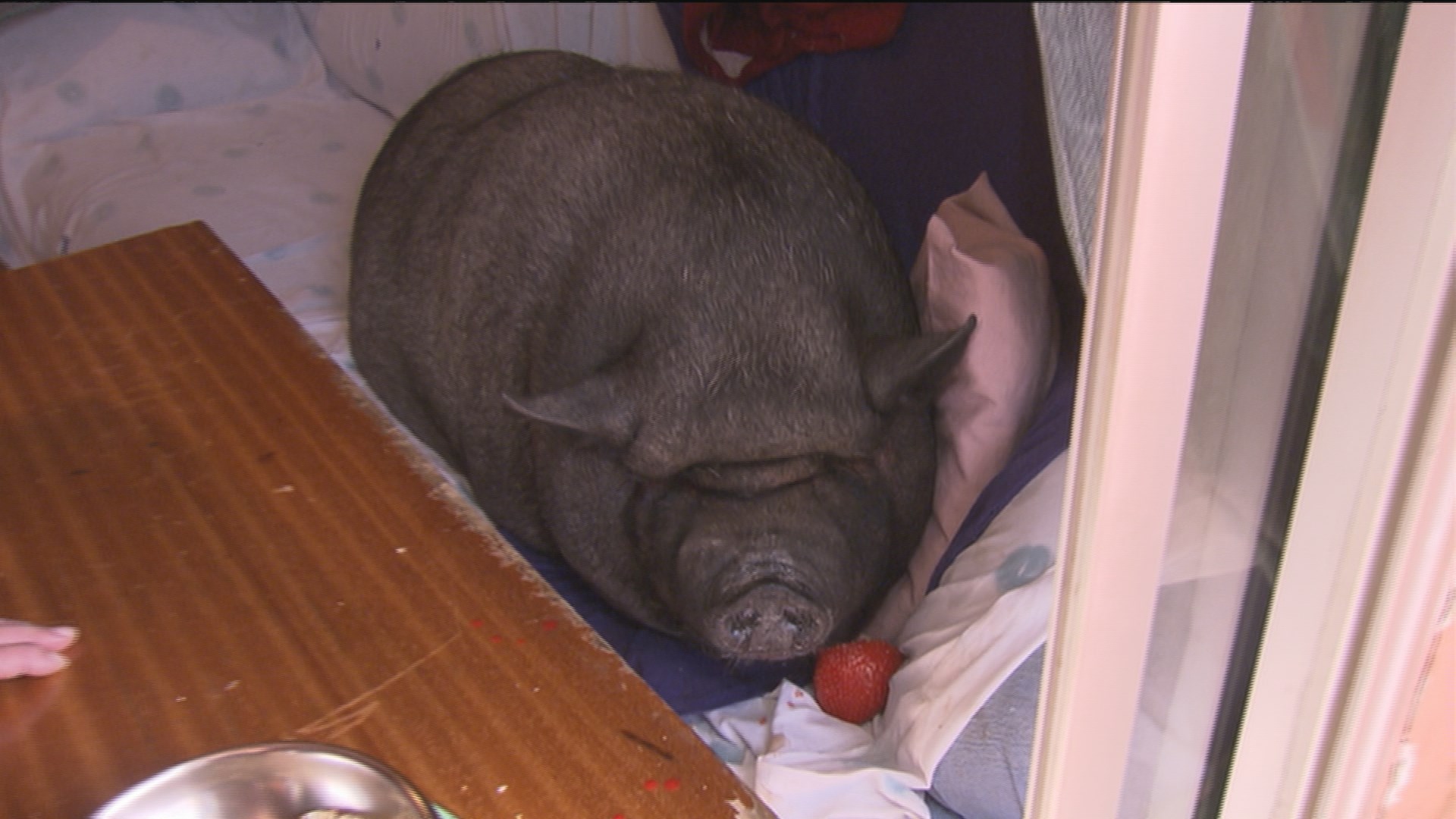 Una madrileña tiene como mascota en su piso a una enorme cerda vietnamita