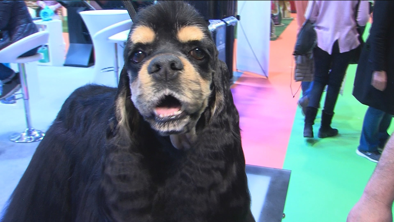 Llega el 'maquillaje' para perros