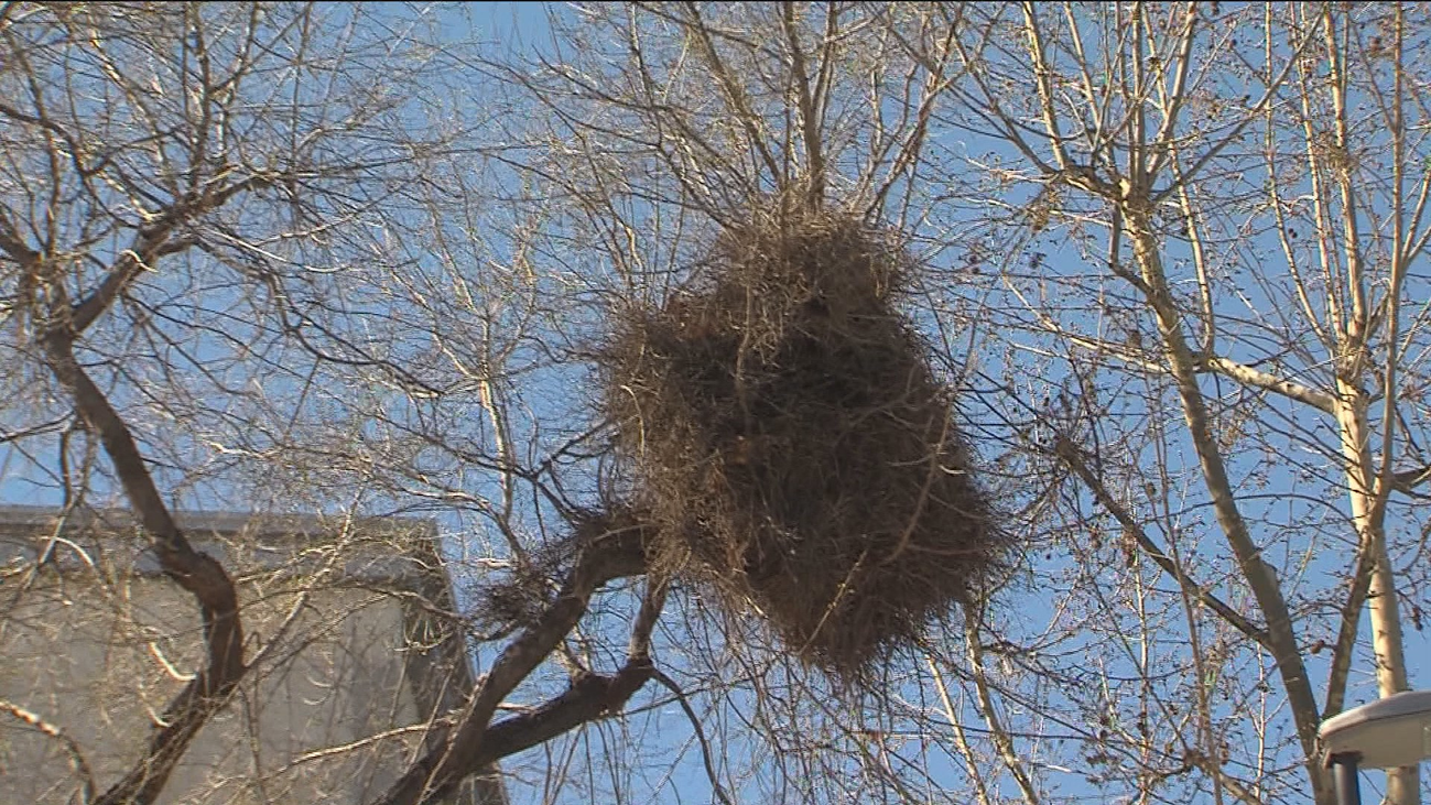 Los nidos de cotorras, el quebradero de cabeza de los vecinos de Villaverde