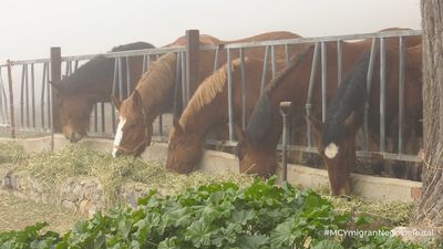 Mi cámara y yo: Mi gran negocio rural