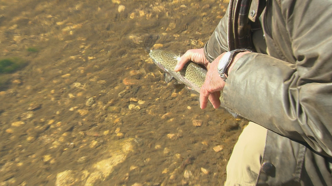Temporada de truchas en la Comunidad de Madrid hasta el 19 de julio