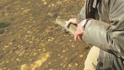 Comienza la temporada de pesca con la suelta de truchas arcoíris en el Lozoya
