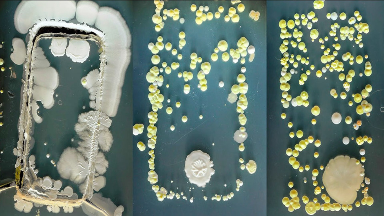 Los móviles acumulan más bacterias que los inodoros