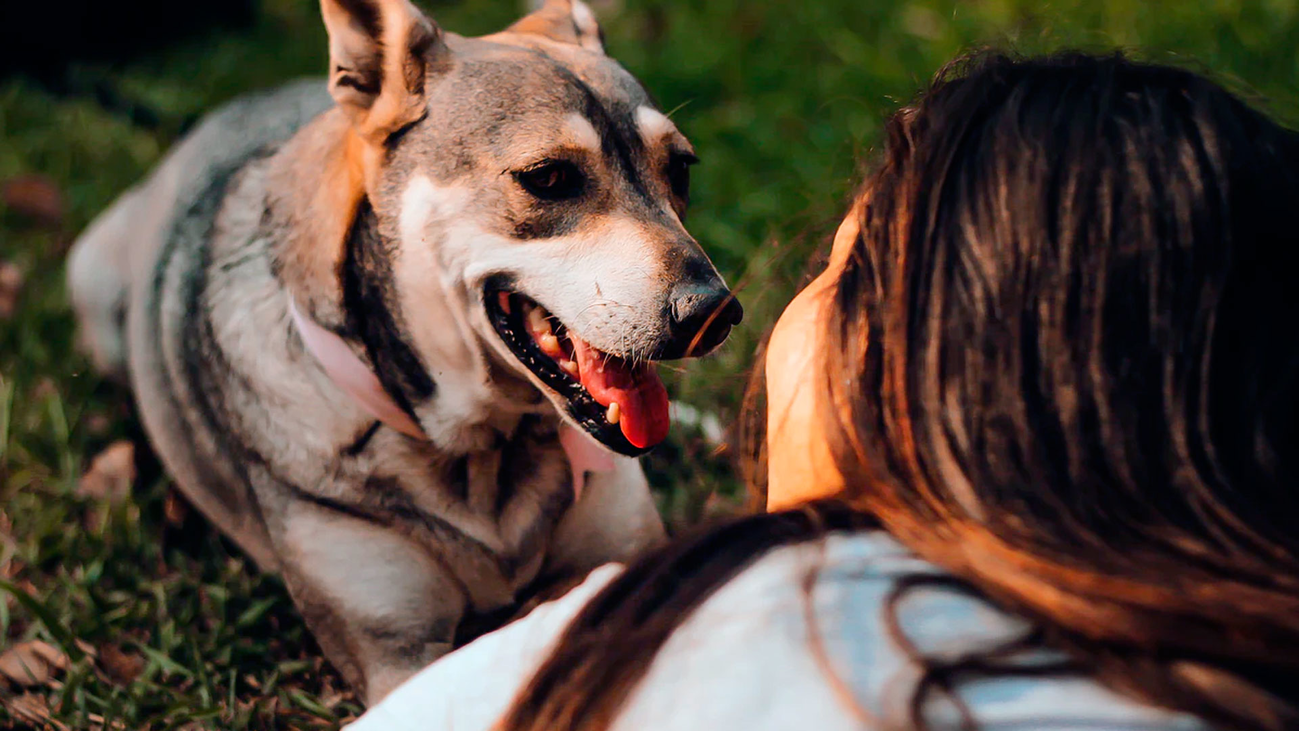¿Nuestras mascotas pueden tener coronavirus?