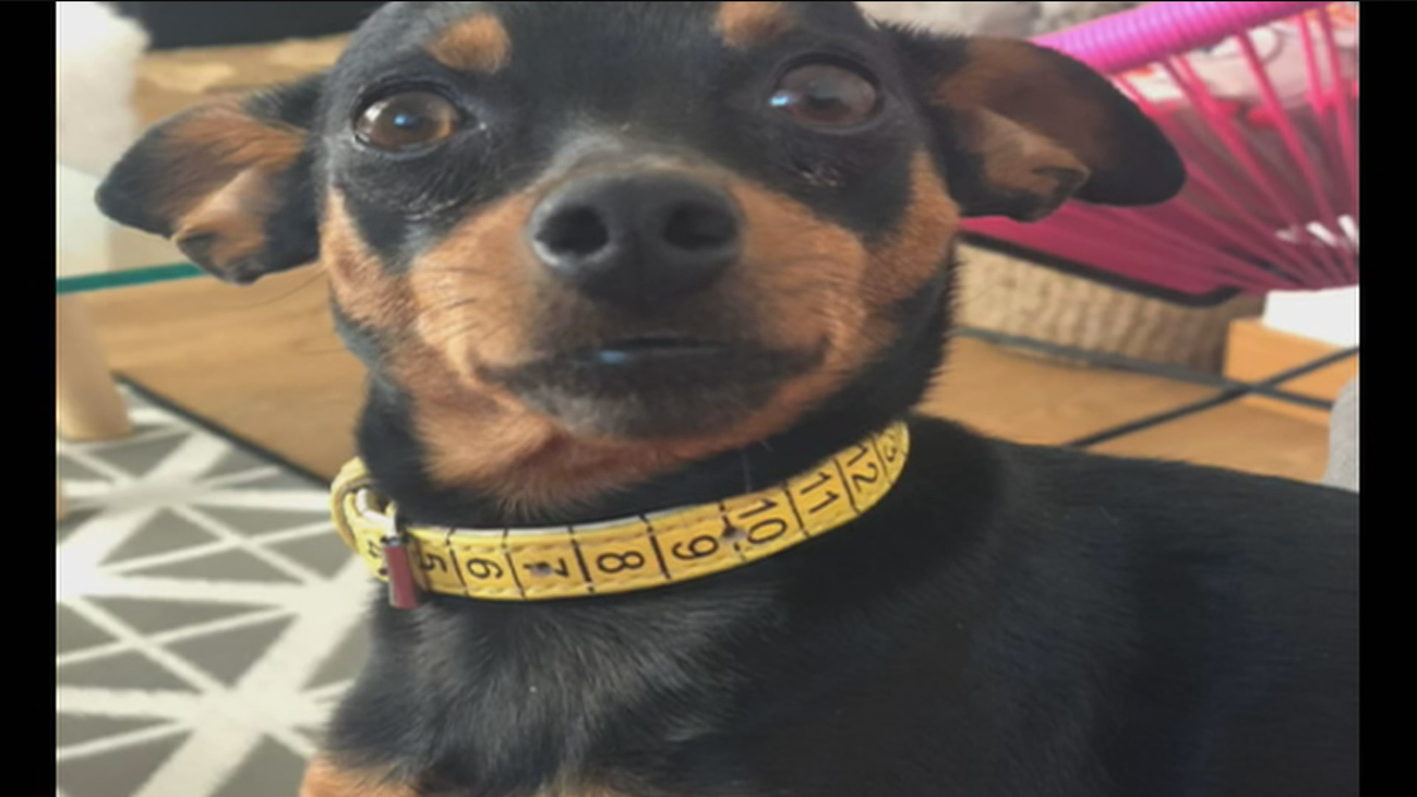 Asistencia veterinaria gratuita a los que han perdido el empleo por culpa del covid-19