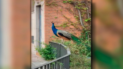 Las organizaciones pueden alimentar a los animales para que no salgan a buscar comida tras el cierre de los parques