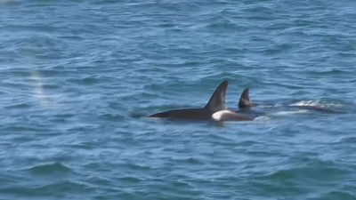 Nueva Zelanda, el paraíso de las ballenas