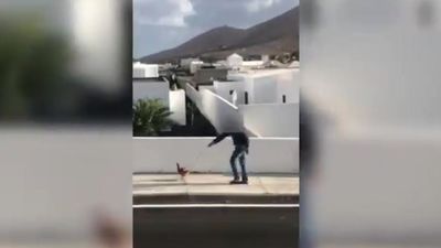 Denunciado por pasear una gallina durante el confinamiento