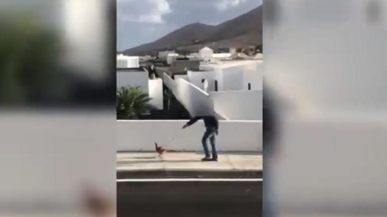 Paseando una gallina