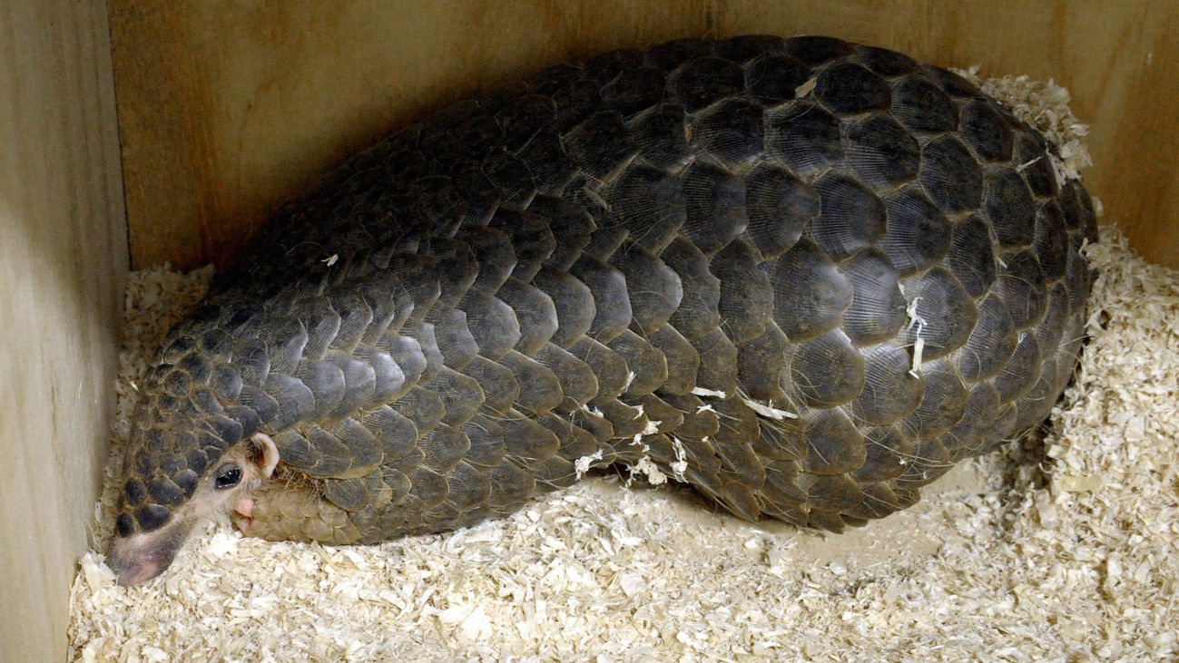 Un estudio apunta al pangolín como origen de la pandemia de coronavirus