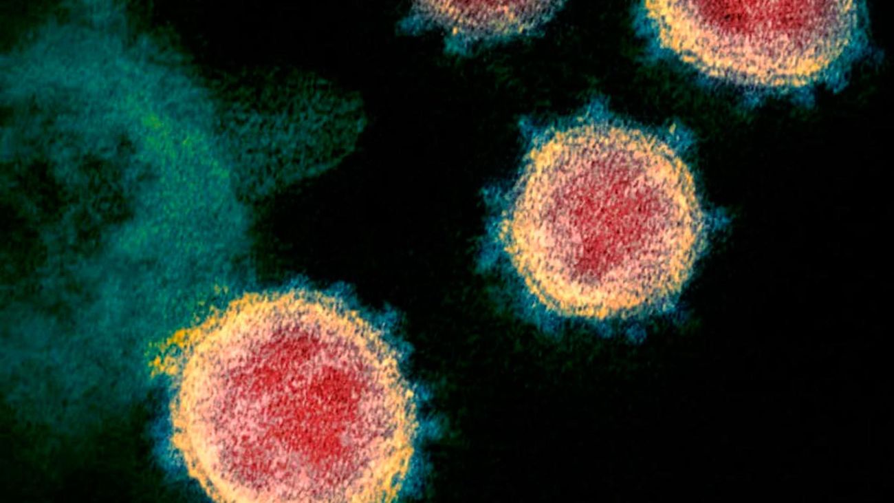 Imagen microscópica del coronavirus Sars Cov-2