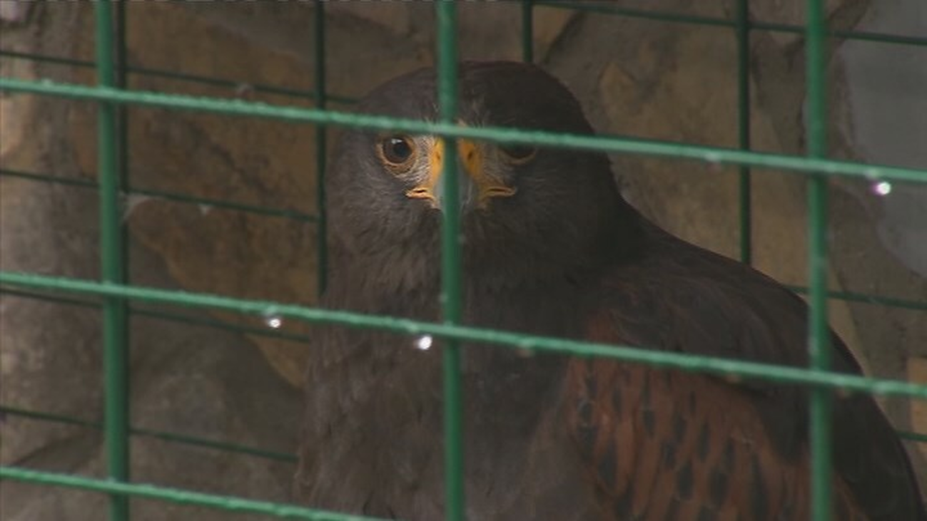 Los cetreros entrenan a sus aves rapaces en sus chalets por el confinamiento