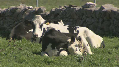 Los ganaderos de Colmenar Viejo denuncian especulación en el precio de la leche