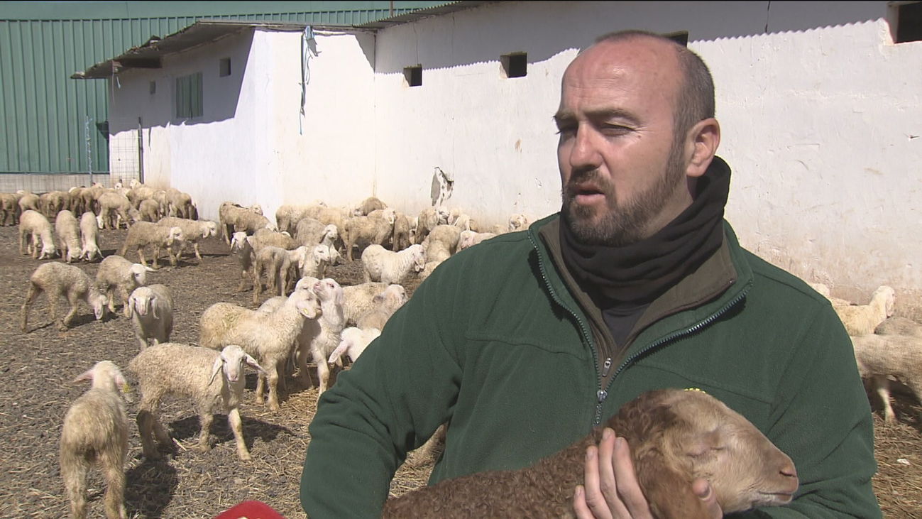 Ganaderos madrileños reclaman ayudas al no poder vender su producción por el cierre de restaurantes