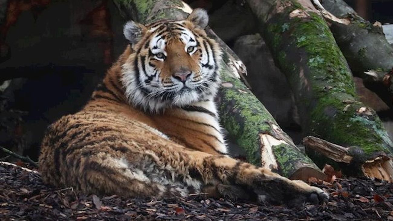 Un tigre en el zoológico del Bronx de Nueva York