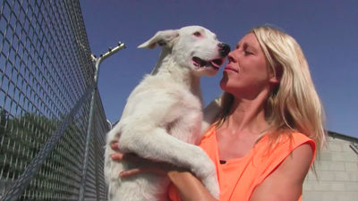 Las adopciones de mascotas están paralizadas y las protectoras se preparan para lo peor