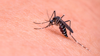 ¿Los mosquitos pueden transmitir el coronavirus?