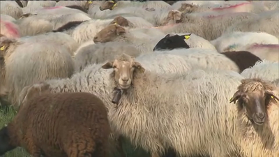 Los pastores mantienen su actividad en la Casa de Campo